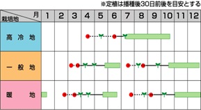 サカタ美星作型